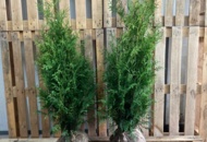 1570658 100 Thuja Brabant 80–100 cm – clump-grown hedge plants for a dense and fast-growing hedge