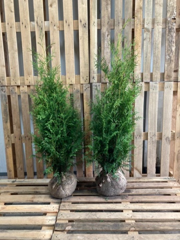 1570658-1 100 Thuja Brabant 80–100 cm – clump-grown hedge plants for a dense and fast-growing hedge