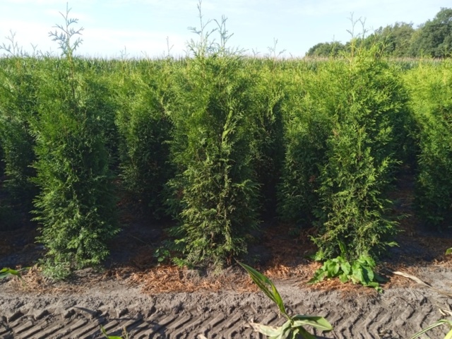 1570698-1 30 st Thuja Brabant 160–180 cm – klumpodlade häckplantor för en tät och snabbväxande häck