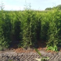 1570710-1 30 st Thuja Brabant 160–180 cm – klumpodlade häckplantor för en tät och snabbväxande häck