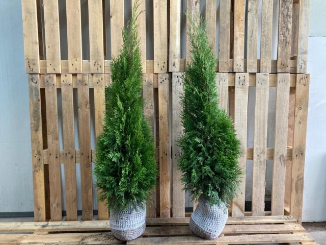 1570719-1 150 st Thuja Smaragd 40–60 cm – klumpodlade häckplantor för en tät och elegant vintergrön häck