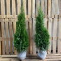 1570723-1 150 pcs Thuja Smaragd 40–60 cm – clump-grown hedge plants for a dense and elegant evergreen hedge