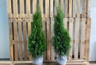 1570723 150 pcs Thuja Smaragd 40–60 cm – clump-grown hedge plants for a dense and elegant evergreen hedge