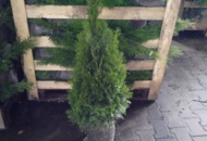 1570738 100 pcs Thuja Smaragd 80–100 cm – clump-grown hedge plants for a dense and elegant evergreen hedge
