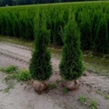 1570755-1 50 st Thuja Smaragd 120–140 cm – klumpodlade häckplantor för en tät och elegant vintergrön häck