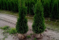 1570764 50 Thuja Smaragd 120–140 cm – clump-grown hedge plants for a dense and elegant evergreen hedge