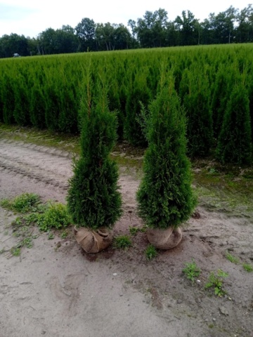 1570764-1 50 Thuja Smaragd 120–140 cm – clump-grown hedge plants for a dense and elegant evergreen hedge