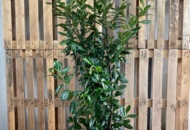 1570792 40 pcs Novita Laurel hedge 125–150 cm – clump-grown hedge plants for a dense and evergreen hedge