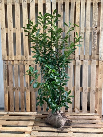 1570793-1 40 pcs Novita Laurel hedge 125–150 cm – clump-grown hedge plants for a dense and evergreen hedge