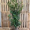 1570800-1 40 pcs Novita Laurel hedge 125–150 cm – clump-grown hedge plants for a dense and evergreen hedge