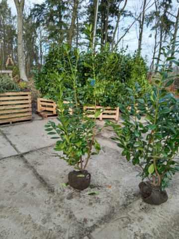 1570801-1 25 st Lagerhägg Novita 175–200 cm – klumpodlade häckplantor för en hög, tät och vintergrön häck