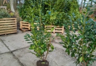 1570805 25 pcs. Novita Laurel hedge 175–200 cm – clump-grown hedge plants for a tall, dense