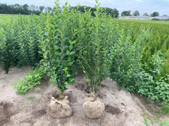 1570806-1 100 st bredbladig liguster 80–100 cm – klumpodlade häckplantor för en tät och lättskött häck