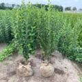 1570807-1 100 st bredbladig liguster 80–100 cm – klumpodlade häckplantor för en tät och lättskött häck