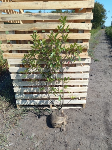 1570847-1 80 st Fotinia Red Robin 80–100 cm – klumpodlade häckplantor med dekorativa röda bladskott
