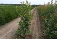 1570851 25 st Fotinia Red Robin 160–180 cm – klumpodlade häckplantor med dekorativa röda bladskott
