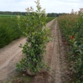1570852-1 25 st Fotinia Red Robin 160–180 cm – klumpodlade häckplantor med dekorativa röda bladskott