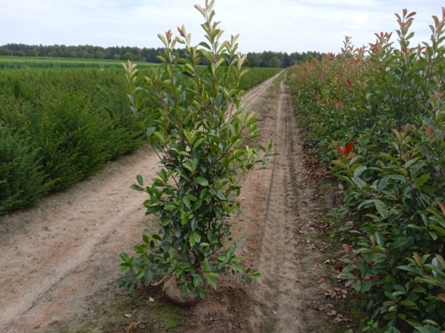 1570853-1 25 st Fotinia Red Robin 160–180 cm – klumpodlade häckplantor med dekorativa röda bladskott