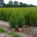1570859-1 Truckdeal – 2 340 st Thuja Brabant i två storlekar, klumpodlade häckplantor