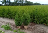 1570859 Truckdeal – 2 340 st Thuja Brabant i två storlekar, klumpodlade häckplantor