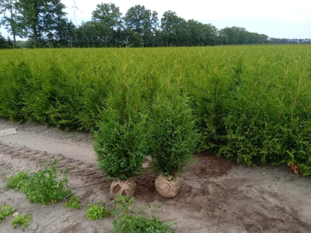 1570859-1 Truckdeal – 2 340 st Thuja Brabant i två storlekar, klumpodlade häckplantor