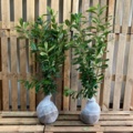 1570784-1 100 pcs Novita Laurel hedge 60–80 cm – clump-grown hedge plants for a dense and evergreen hedge