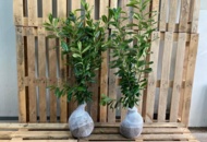 1570784 100 pcs Novita Laurel hedge 60–80 cm – clump-grown hedge plants for a dense and evergreen hedge