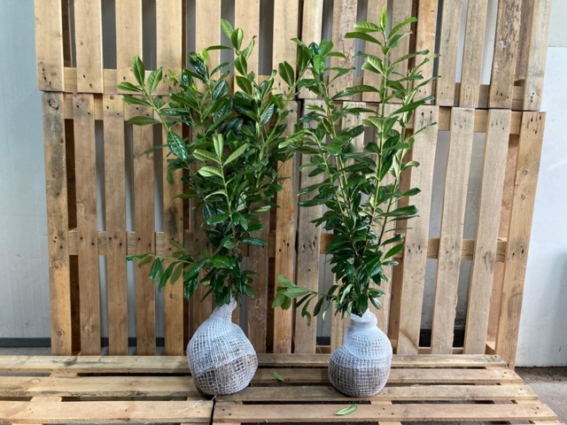 1570784-1 100 pcs Novita Laurel hedge 60–80 cm – clump-grown hedge plants for a dense and evergreen hedge