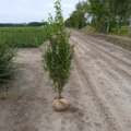 1570829-1 60 pcs broadleaf privet 160–180 cm –  hedge plants for a tall, dense and easy-to-maintain hedge