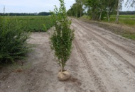 1570829 60 pcs broadleaf privet 160–180 cm –  hedge plants for a tall, dense and easy-to-maintain hedge