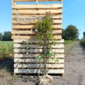 1570848-1 40 st Fotinia Red Robin 120–140 cm – klumpodlade häckplantor med dekorativa röda bladskott