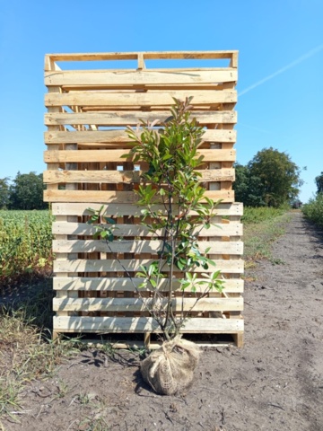 1570850-1 40 st Fotinia Red Robin 120–140 cm – klumpodlade häckplantor med dekorativa röda bladskott