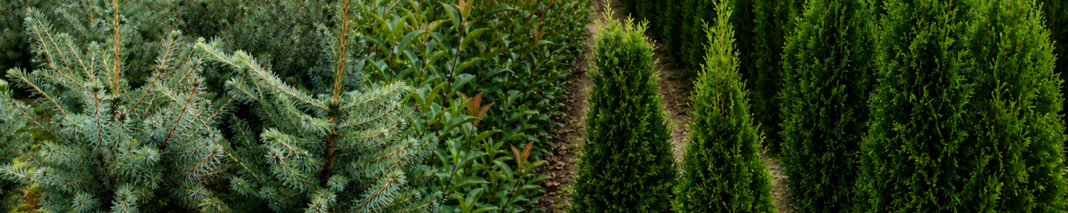 Image representing the auction - Sale of hedge plants - Shipping included