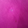 1570925-3 Fogia chaise longue in pink velvet
