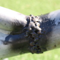 1515198-12 Seesaw Ladybug