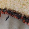 1485785-4 Helmets and safety boots