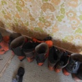 1485785-6 Helmets and safety boots