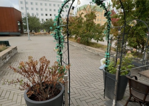 Collection of plants and outdoor dining decorations