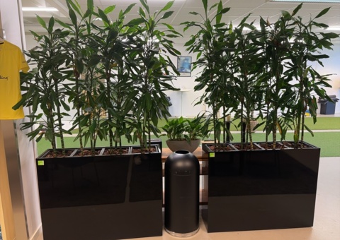 Plant boxes with plants 4 pcs