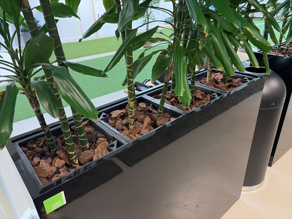1576451-2 Plant boxes with plants 4 pcs