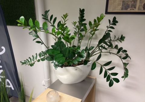 Large collection of various plants and pots
