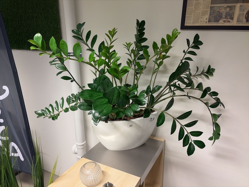 1576452-1 Large collection of various plants and pots