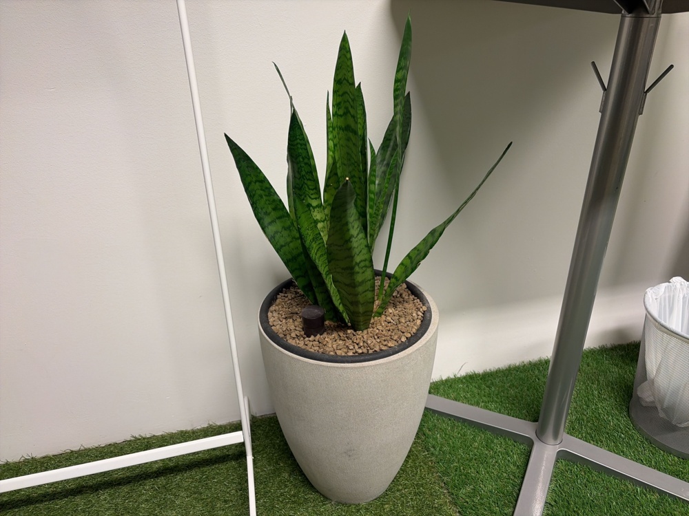 1576452-2 Large collection of various plants and pots