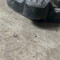 1604946-7 Dammsugare 2 st - DeWalt DXV30SAPTA