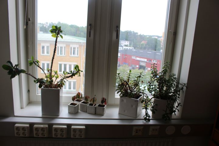 487922-2 Levande växter