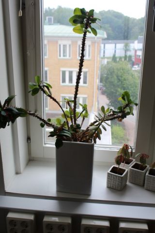 487922-3 Levande växter