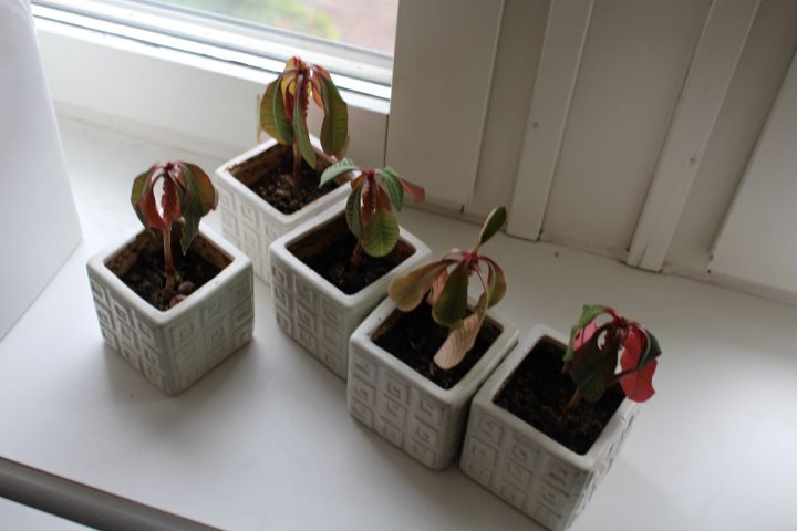 487922-4 Levande växter