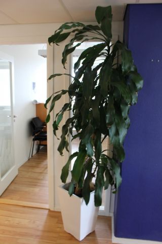 487922-5 Levande växter