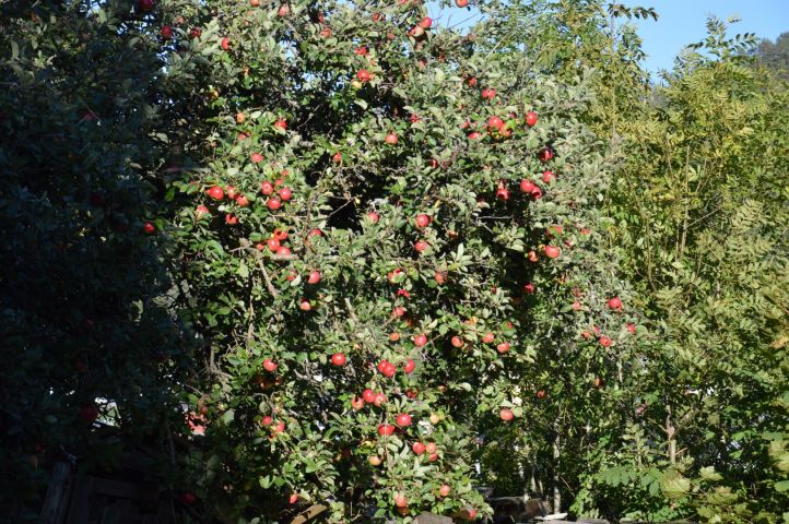 500868-27 House Mårten Torsgatan 10, Lilla Edet Stenskvättan 7