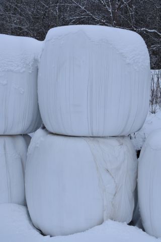 527404-2 OBS! UTGÅTT! Ensilage, 31 st balar